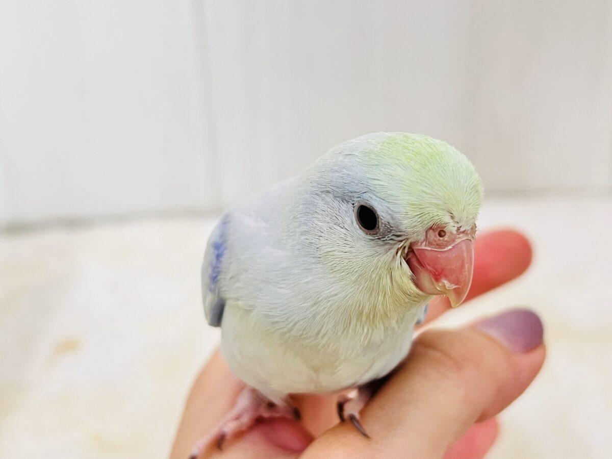 マメルリハ