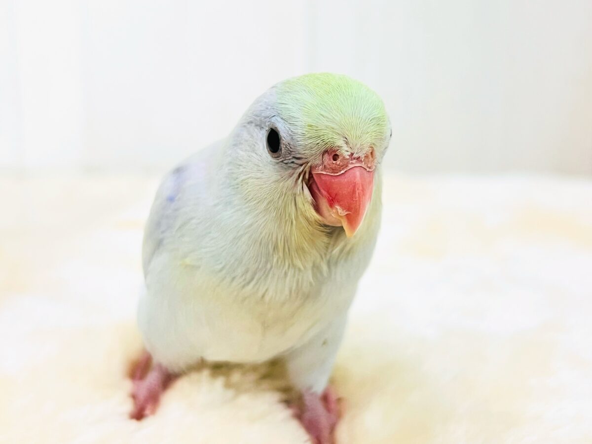 マメルリハ