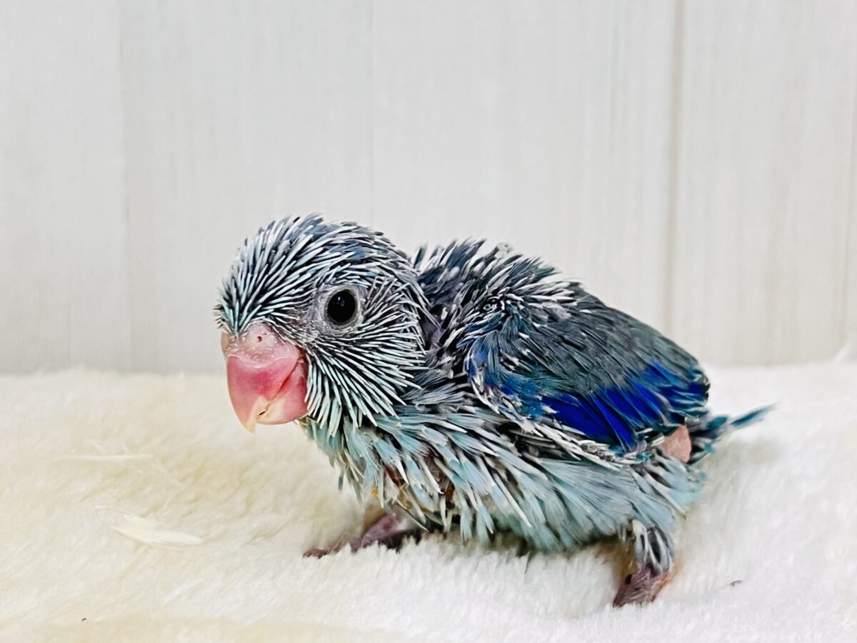僕は世界最小インコ💙ブルーカラーのマメルリハの男の子💙 マメルリハ