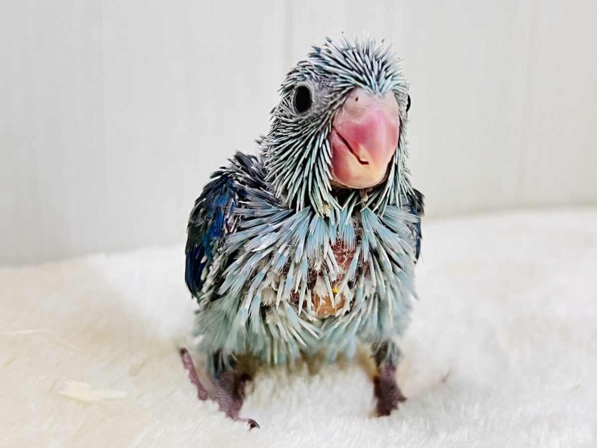僕は世界最小インコ💙ブルーカラーのマメルリハの男の子💙 僕は世界最小インコ💙ブルーカラーのマメルリハの男の子💙