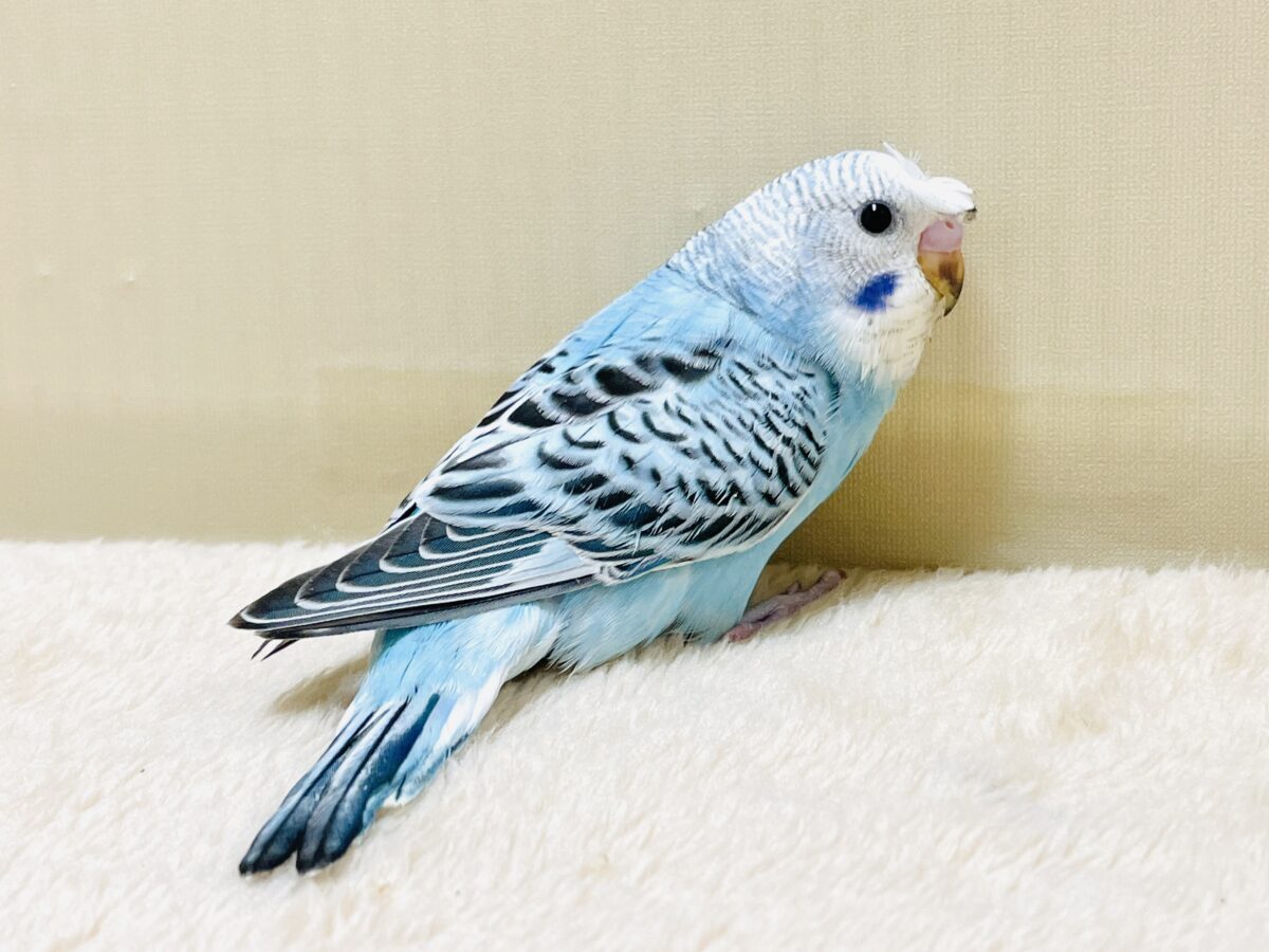 梵天セキセイインコ