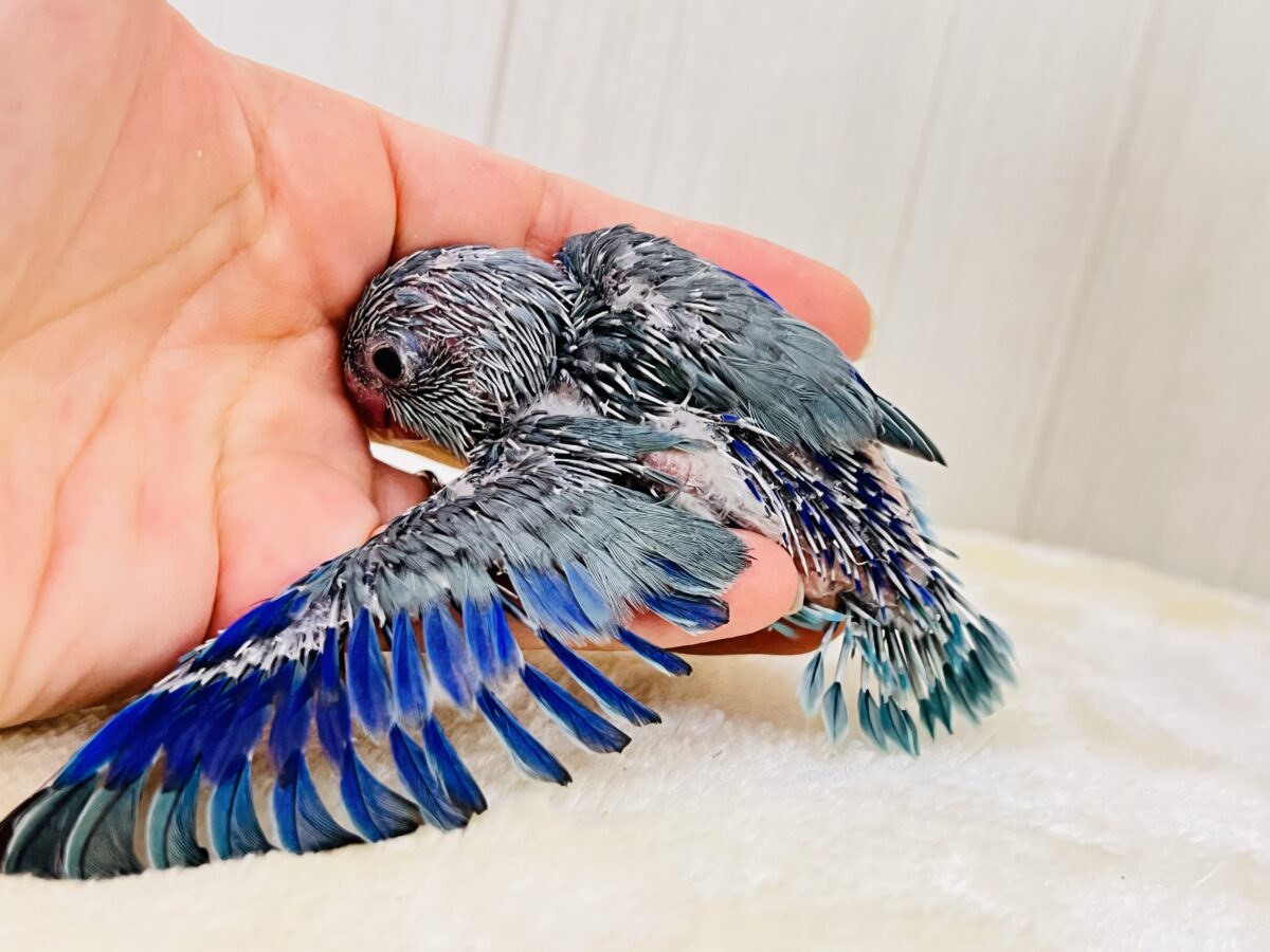 僕は世界最小インコ💙ブルーカラーのマメルリハの男の子💙 マメルリハ