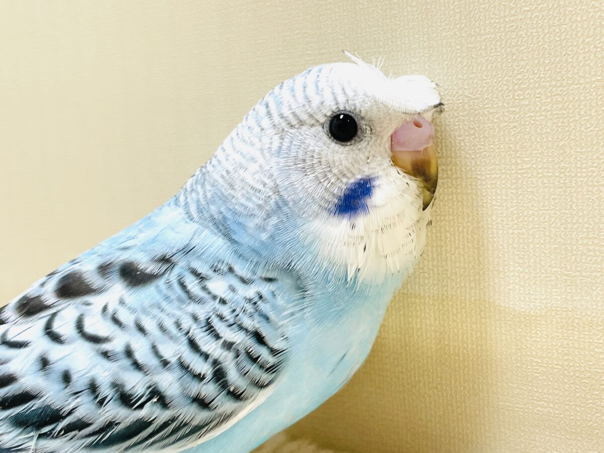 梵天セキセイインコ