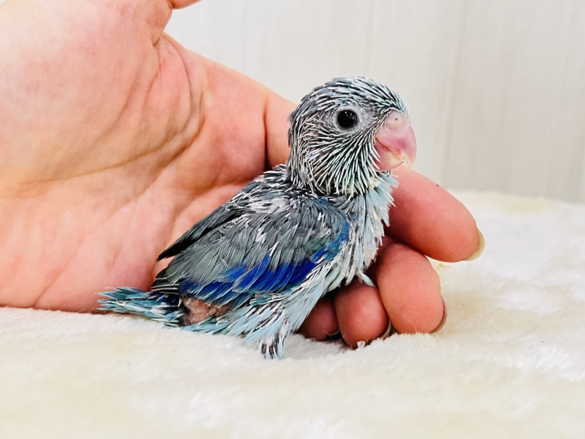 僕は世界最小インコ💙ブルーカラーのマメルリハの男の子💙 マメルリハ