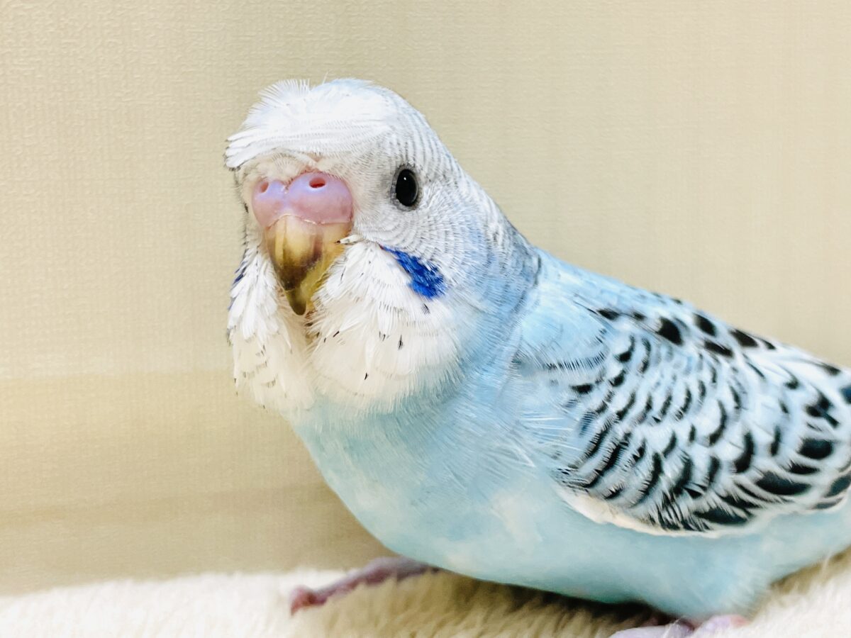 梵天セキセイインコ