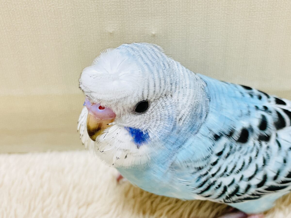 梵天セキセイインコ