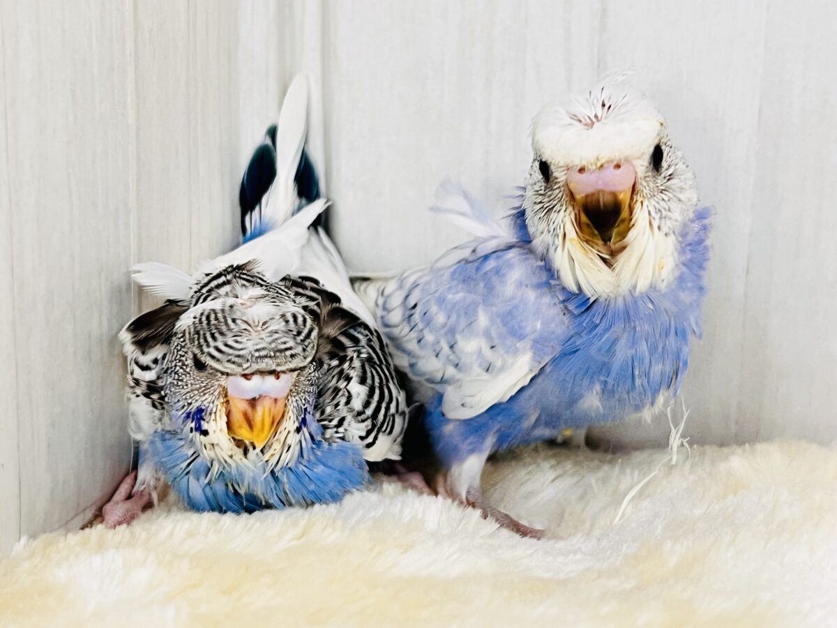羽衣セキセイインコ
