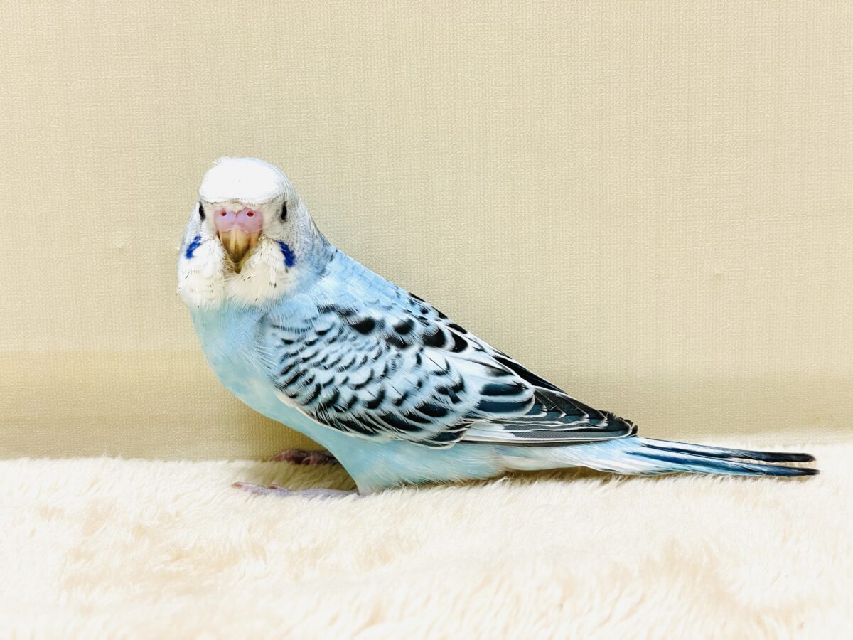 梵天セキセイインコ
