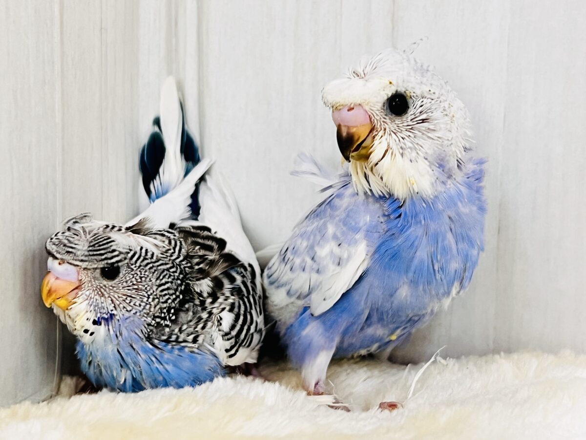 羽衣セキセイインコ