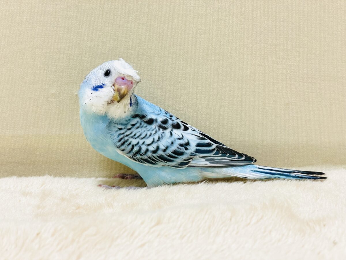梵天セキセイインコ