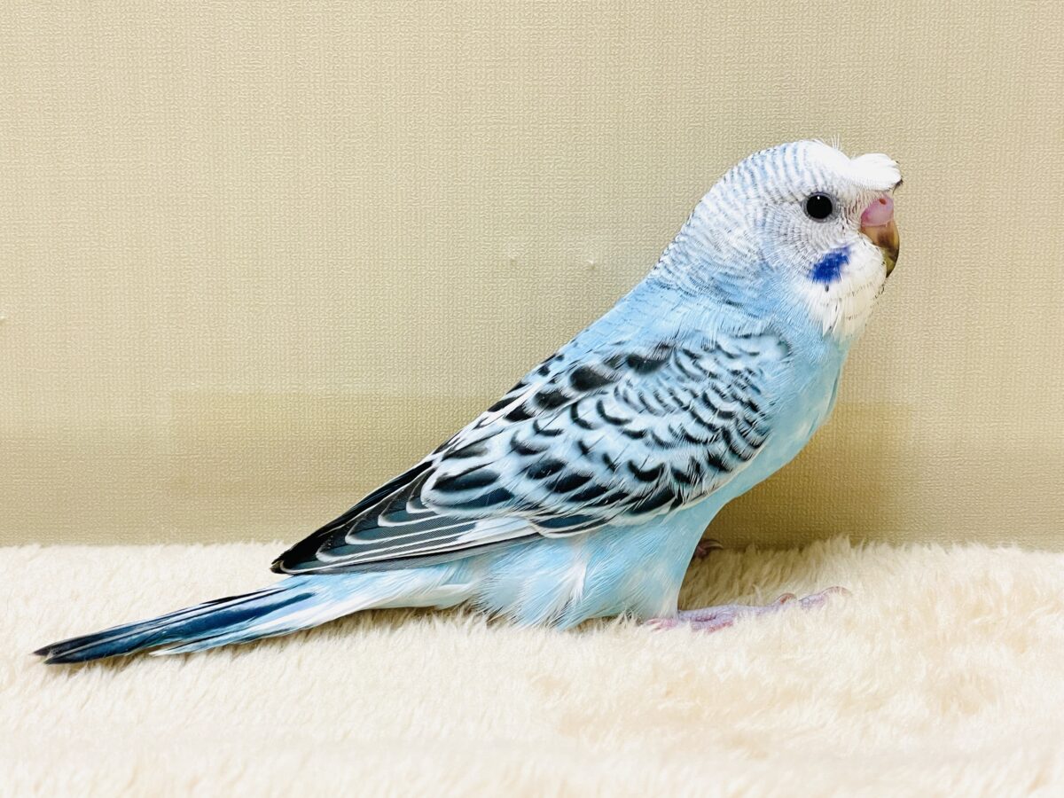 梵天セキセイインコ
