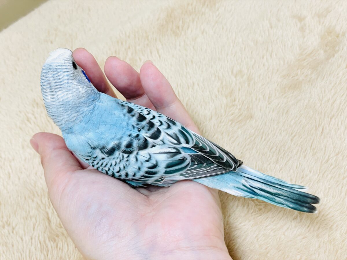 梵天セキセイインコ