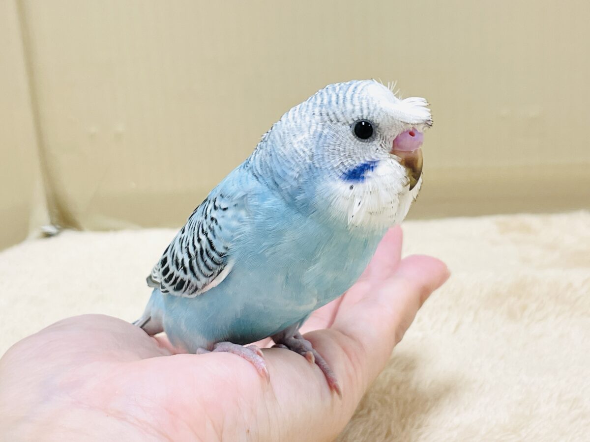 梵天セキセイインコ