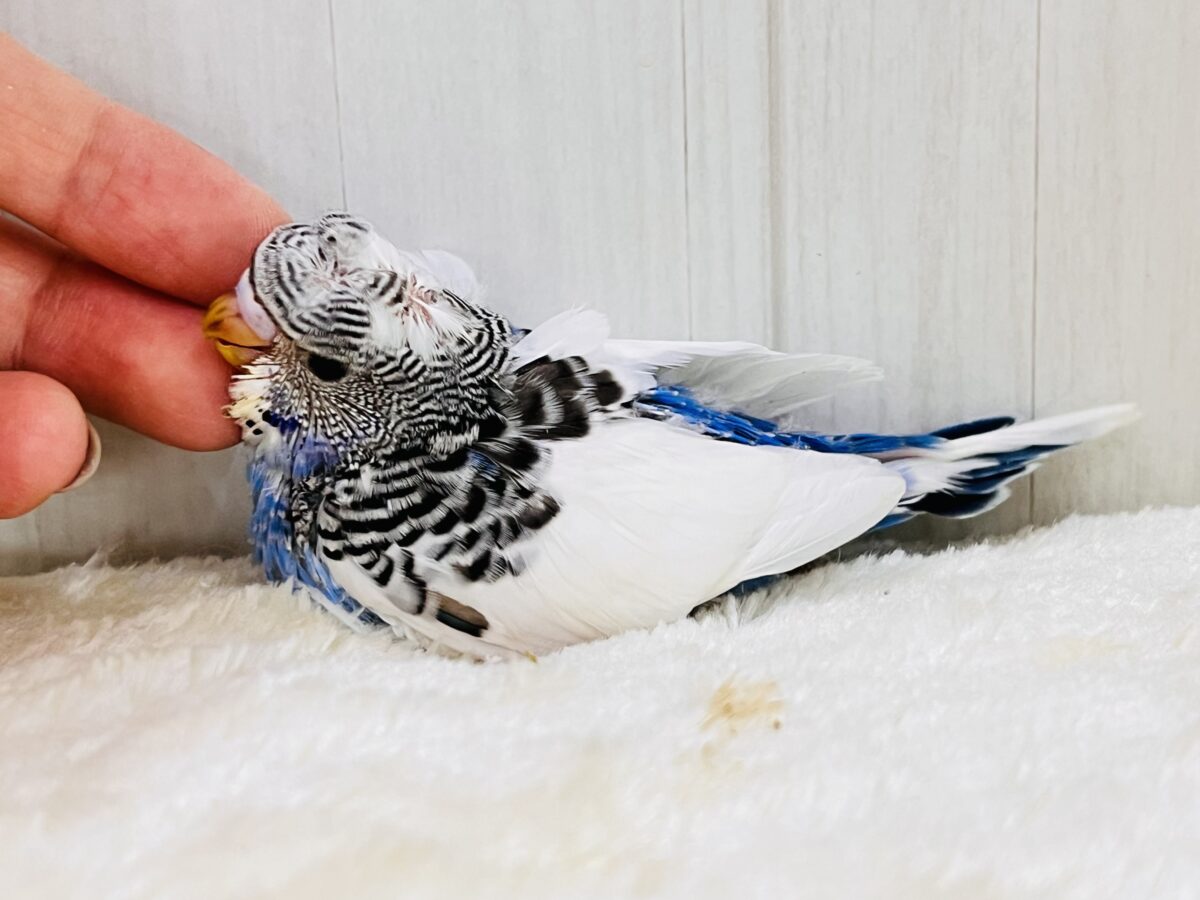 羽衣セキセイインコ