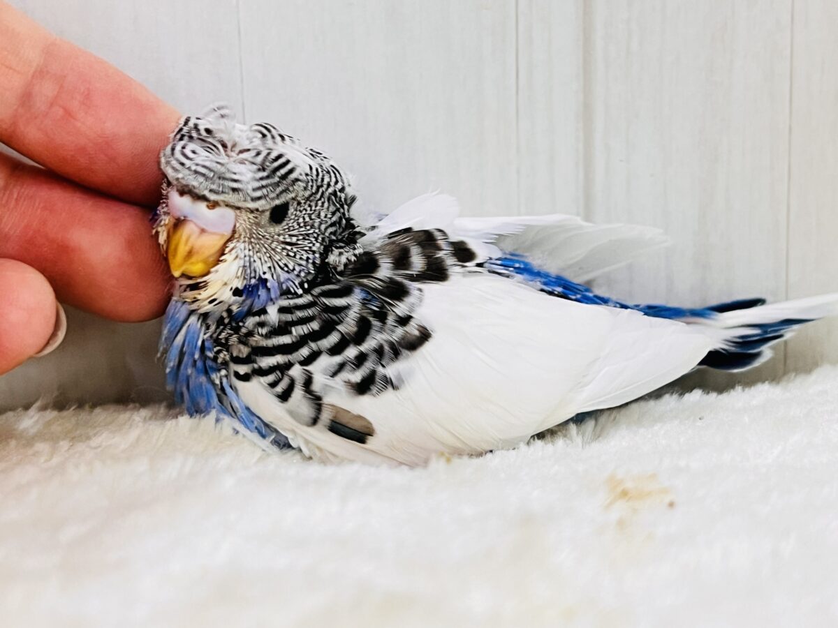羽衣セキセイインコ