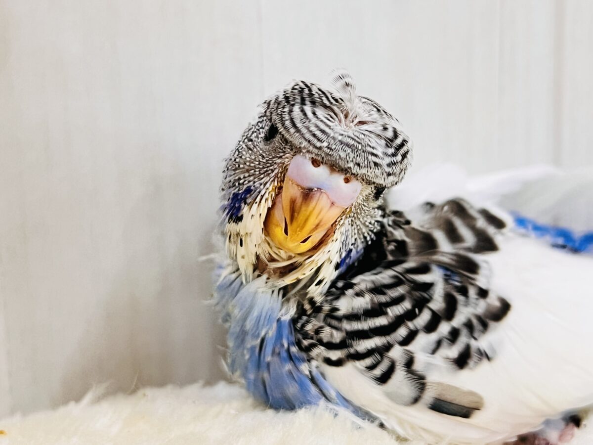 羽衣セキセイインコ
