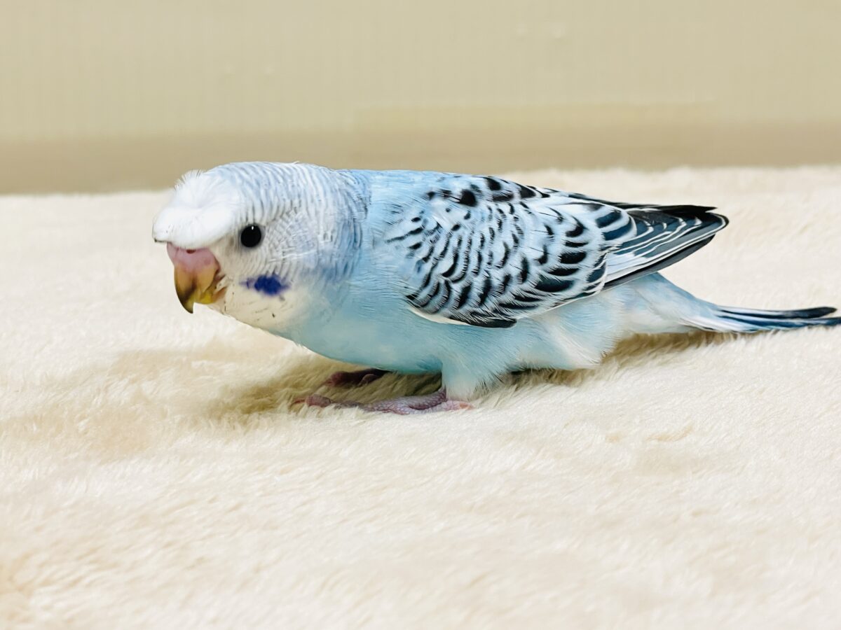 梵天セキセイインコ