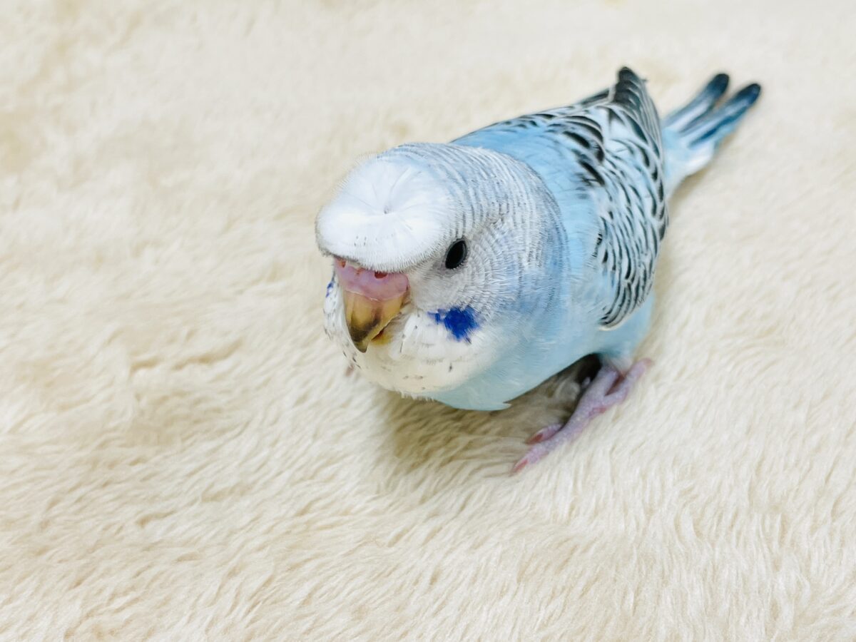 梵天セキセイインコ