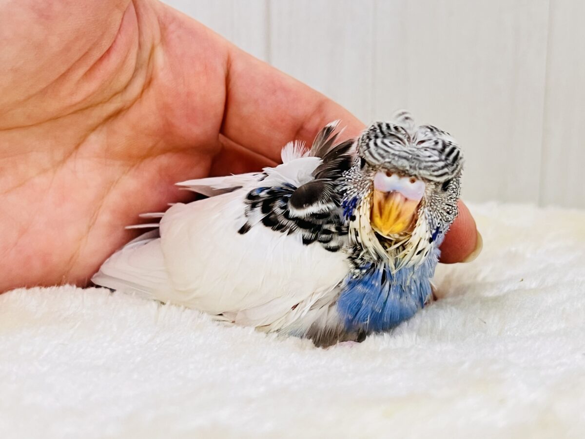 羽衣セキセイインコ