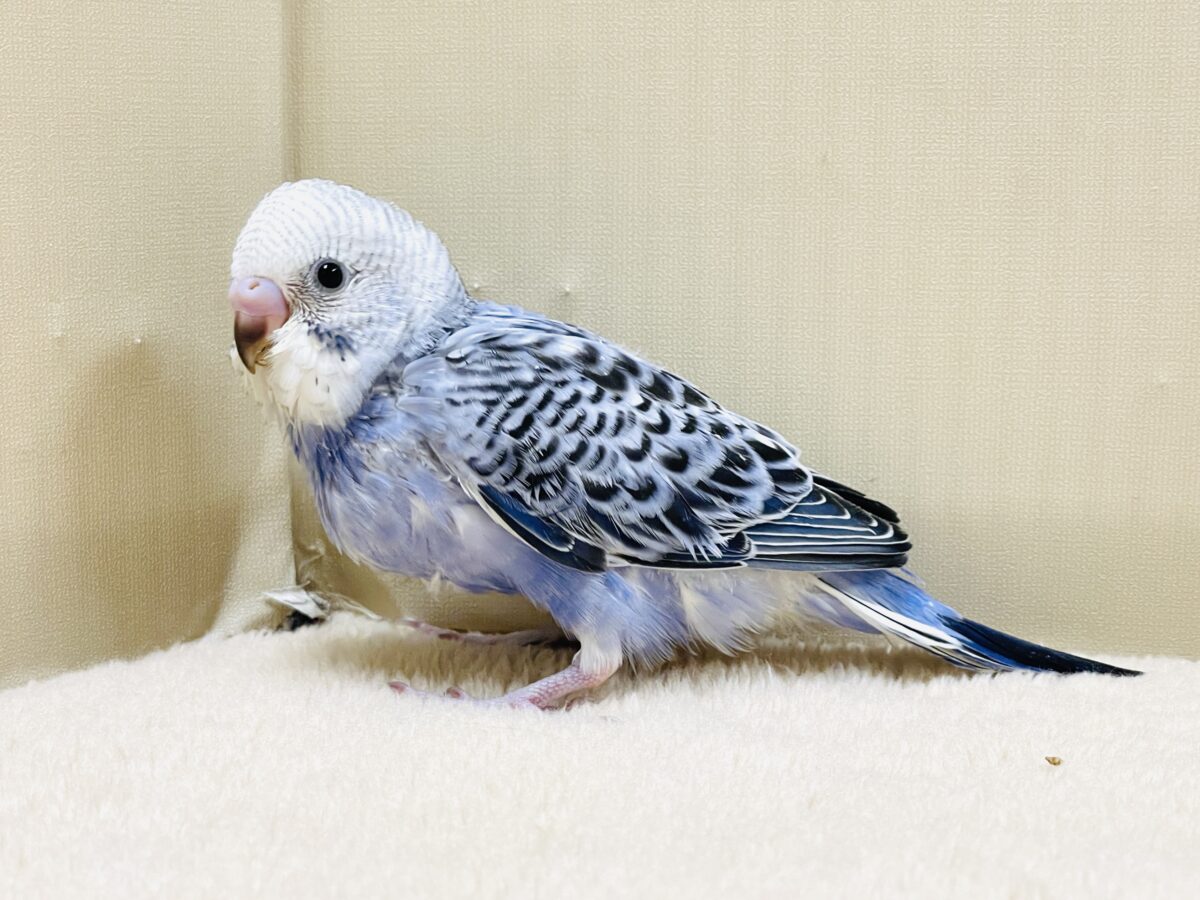 【最新画像】元気に鳴いて可愛くアピール💕セキセイインコ(オパーリン) セキセイインコ