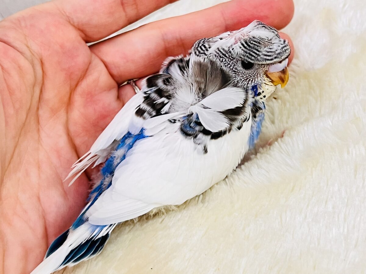 羽衣セキセイインコ