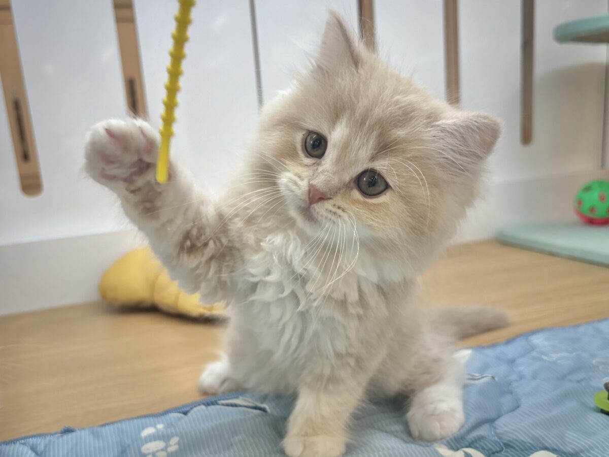 お願い〜ボクからなでて〜♥ラガマフィンくん！