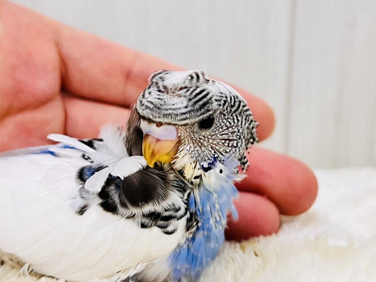 羽衣セキセイインコ