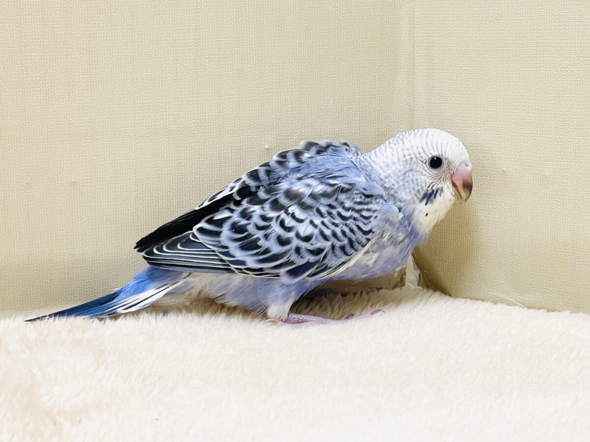 【最新画像】元気に鳴いて可愛くアピール💕セキセイインコ(オパーリン) セキセイインコ