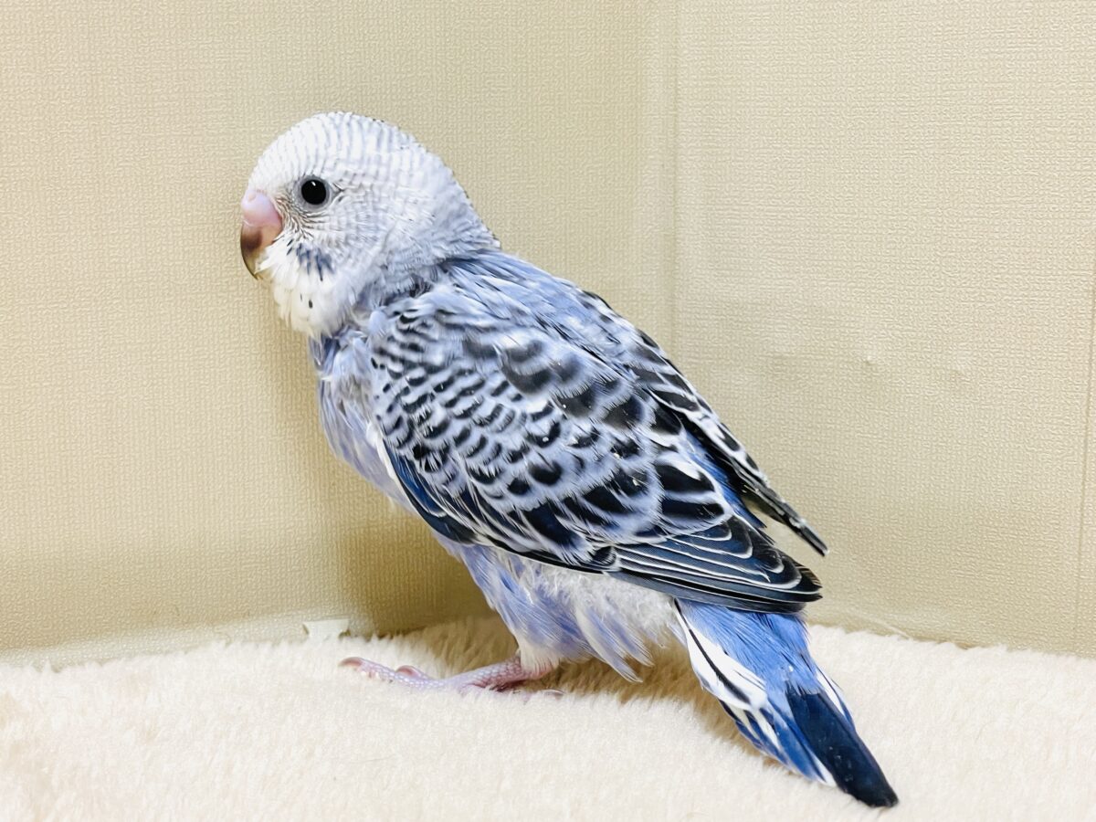 【最新画像】元気に鳴いて可愛くアピール💕セキセイインコ(オパーリン) セキセイインコ