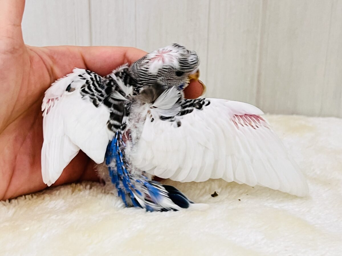 羽衣セキセイインコ