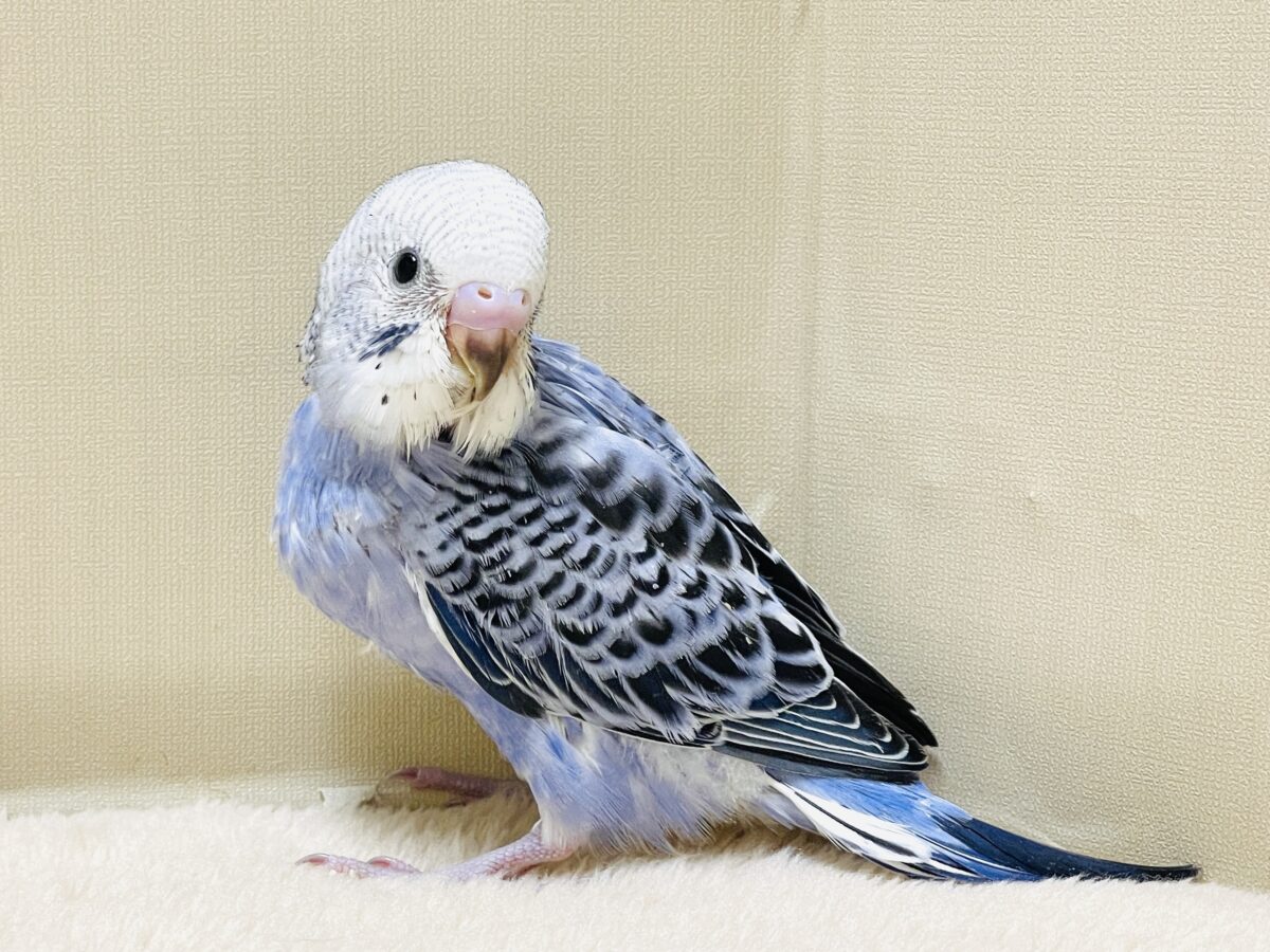 【最新画像】元気に鳴いて可愛くアピール💕セキセイインコ(オパーリン) セキセイインコ