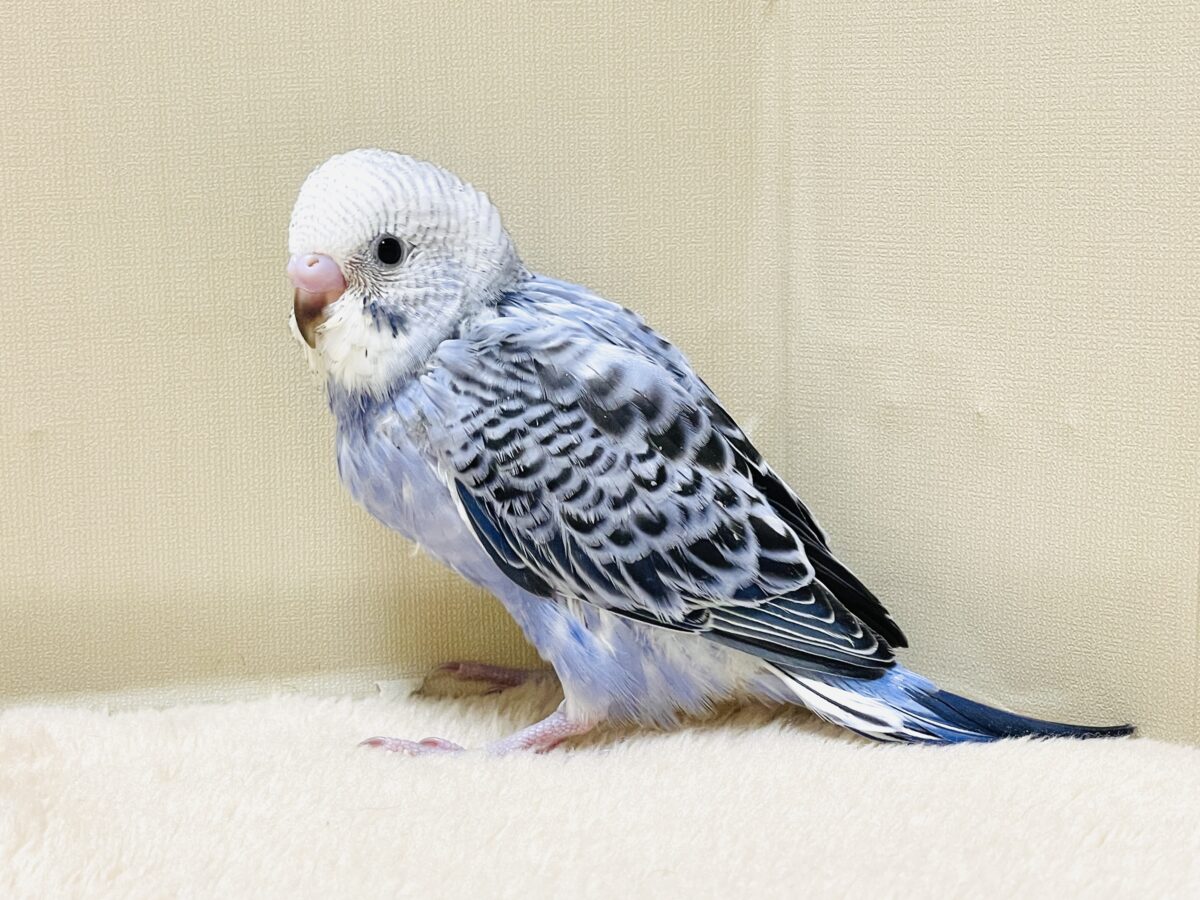 【最新画像】元気に鳴いて可愛くアピール💕セキセイインコ(オパーリン) セキセイインコ