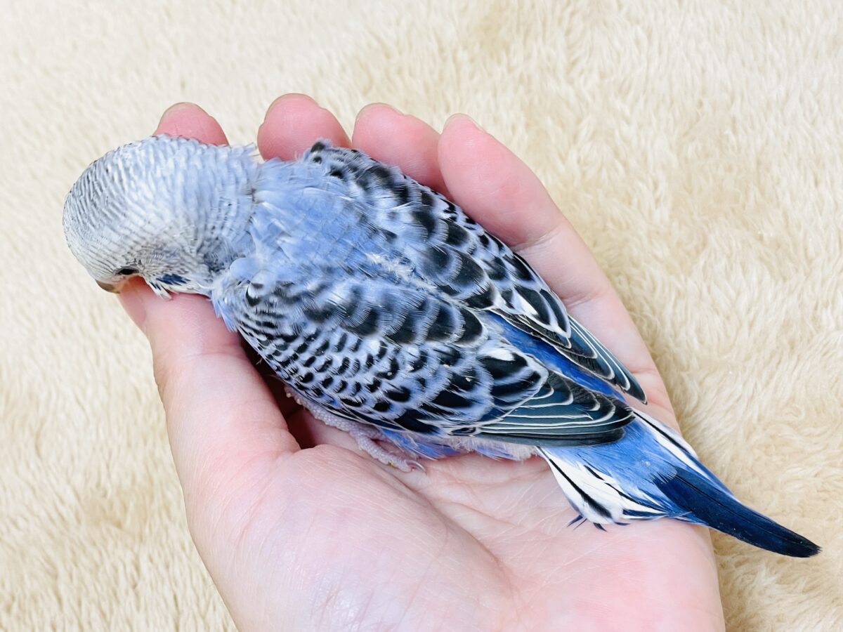 【最新画像】元気に鳴いて可愛くアピール💕セキセイインコ(オパーリン) セキセイインコ