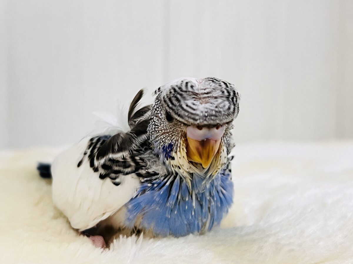 羽衣セキセイインコ