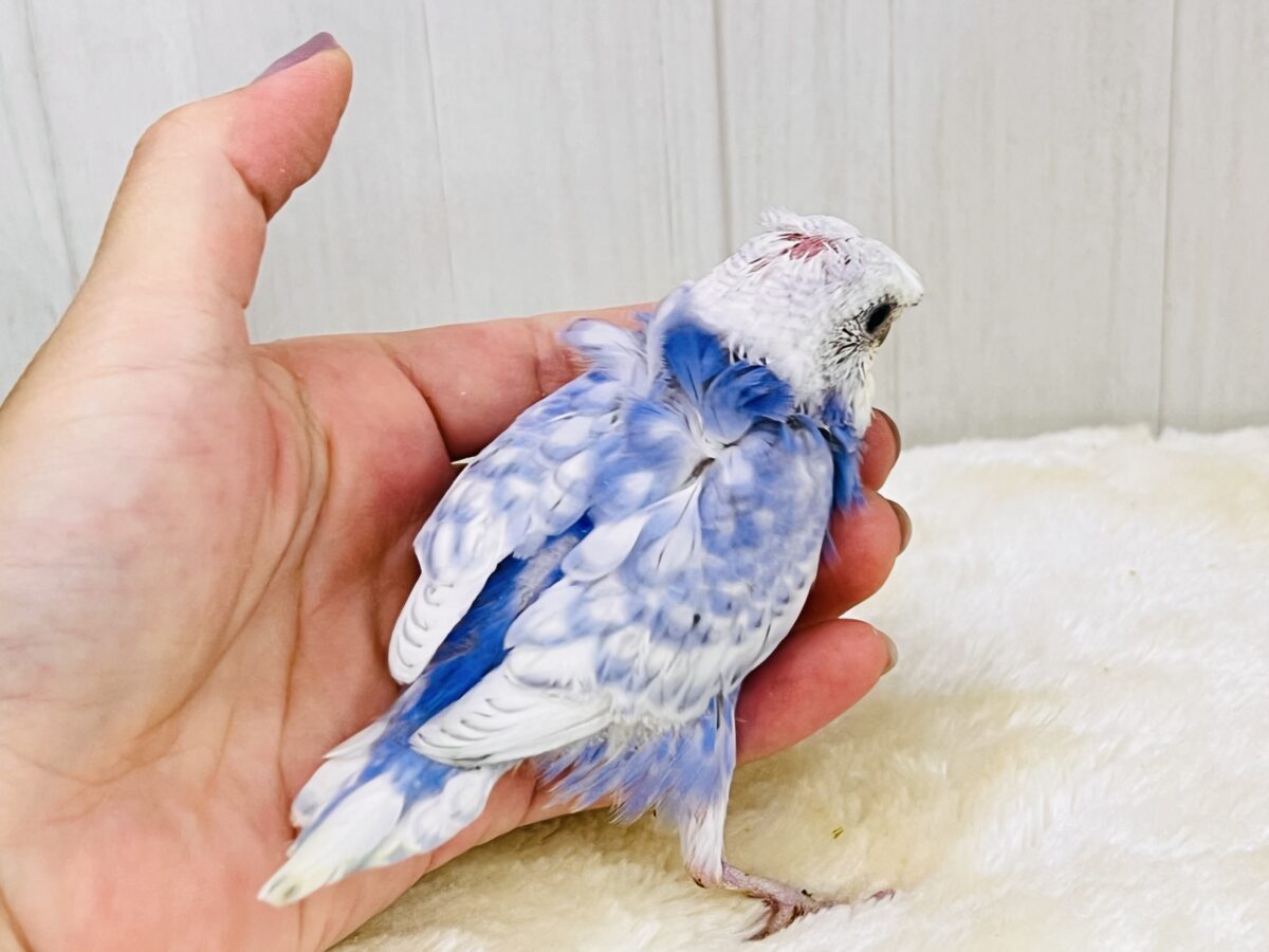 羽衣セキセイインコ