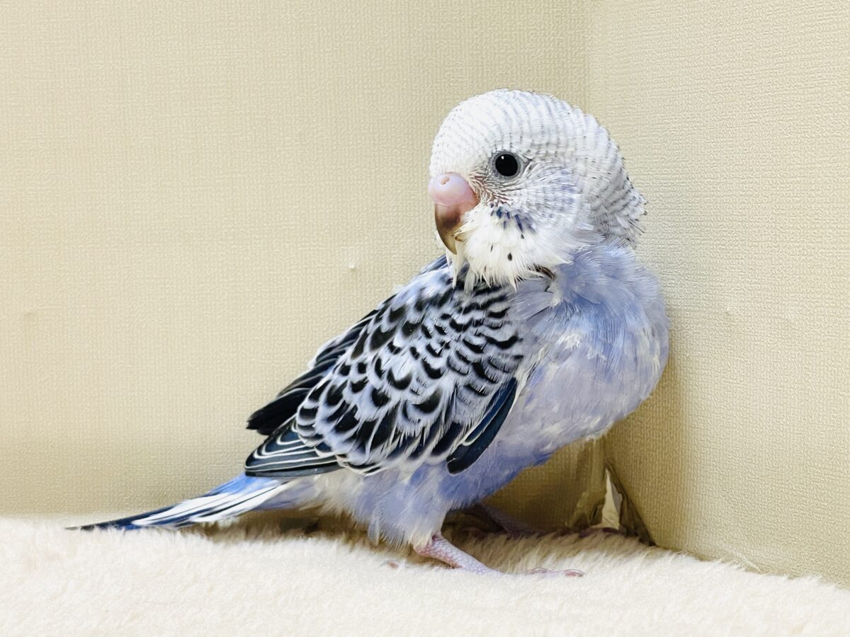 【最新画像】元気に鳴いて可愛くアピール💕セキセイインコ(オパーリン) セキセイインコ