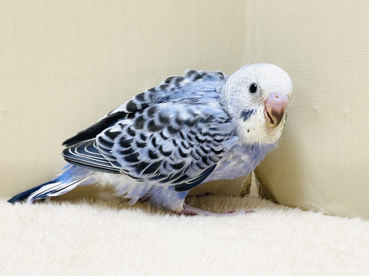【最新画像】元気に鳴いて可愛くアピール💕セキセイインコ(オパーリン) セキセイインコ