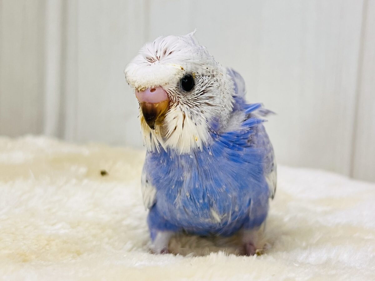 華やかなお花を背負ったアイドル🩵羽衣セキセイインコ（ブルースパングル）