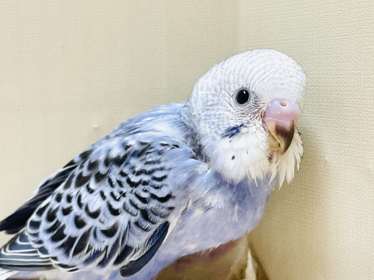 【最新画像】元気に鳴いて可愛くアピール💕セキセイインコ(オパーリン) セキセイインコ