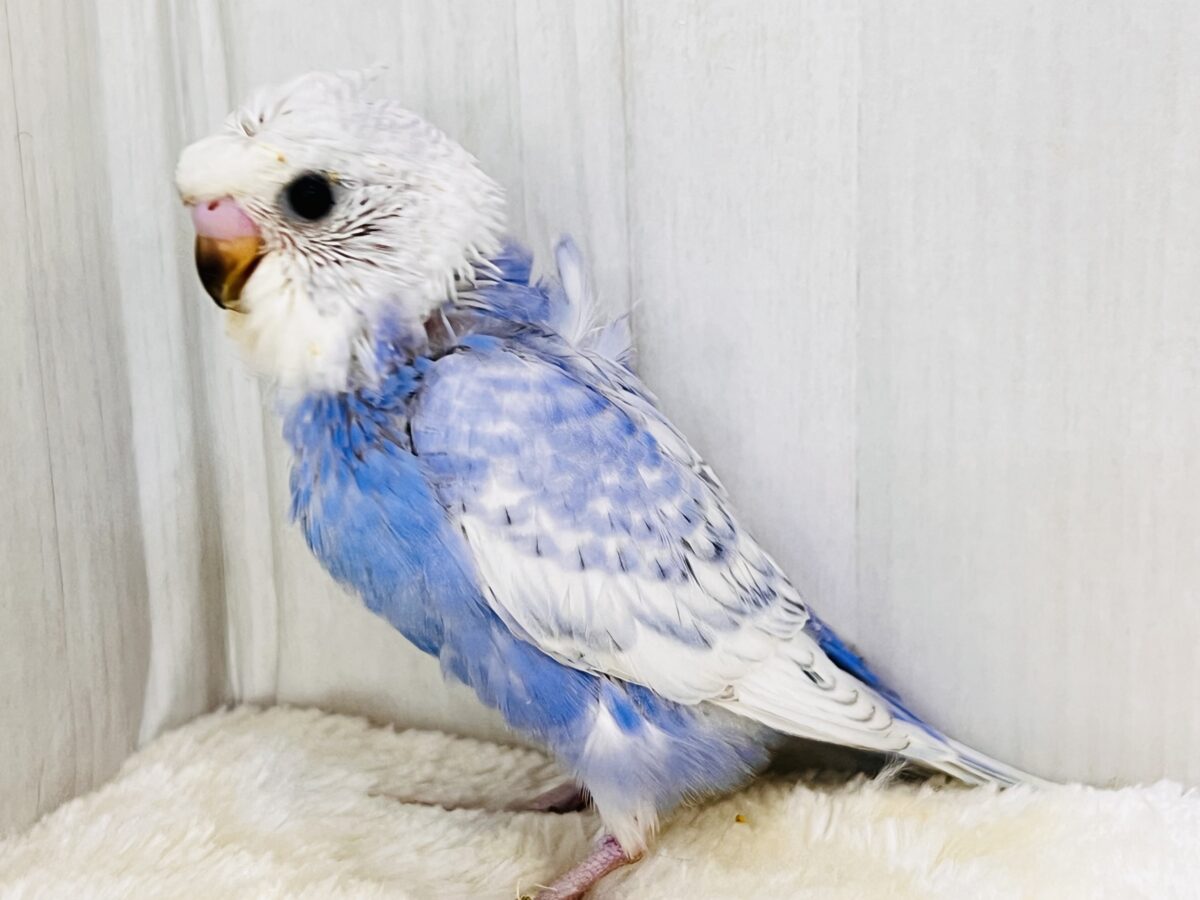 羽衣セキセイインコ