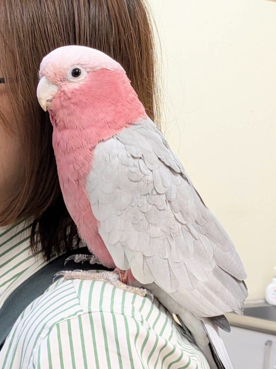 モモイロインコ