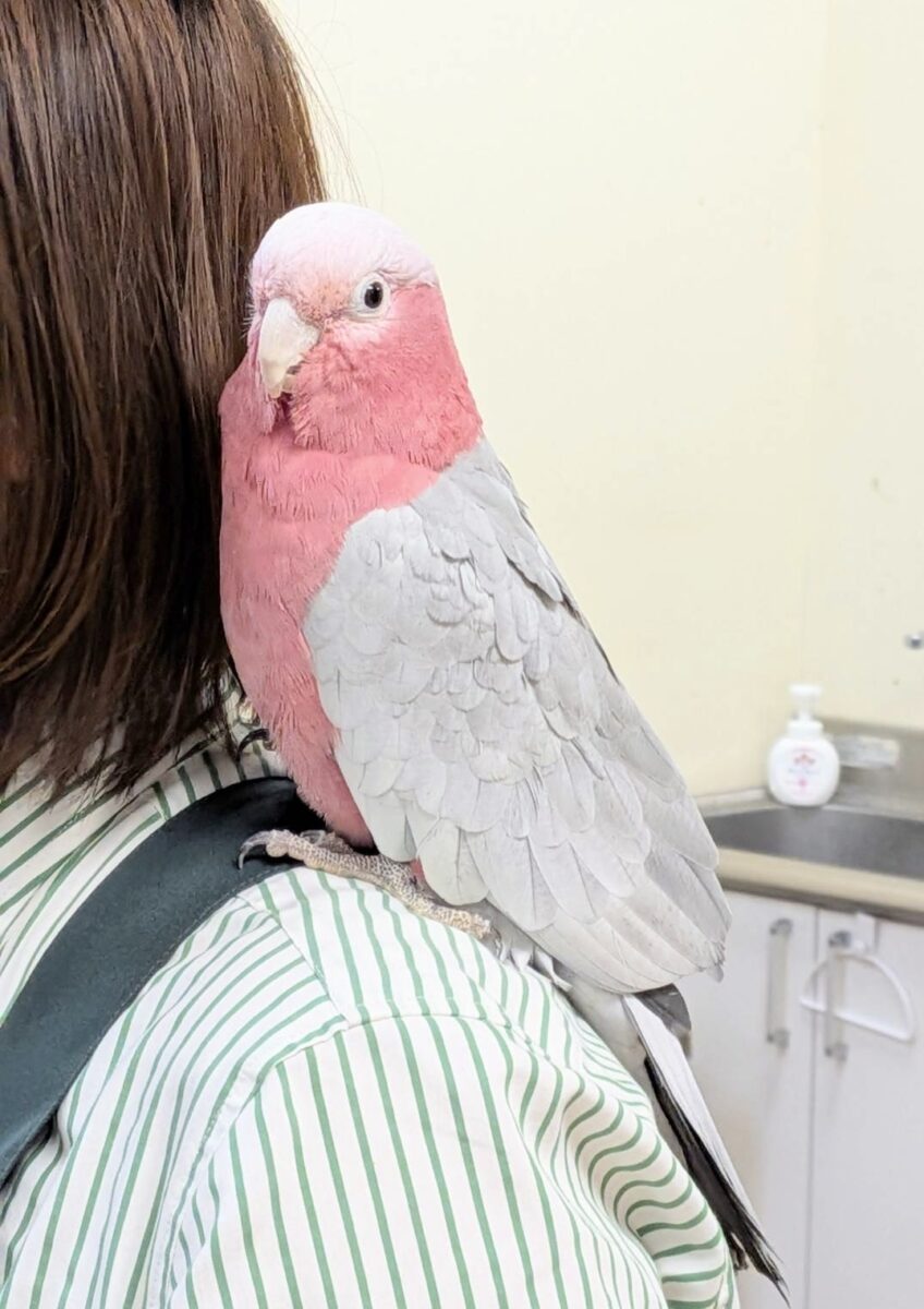 モモイロインコ