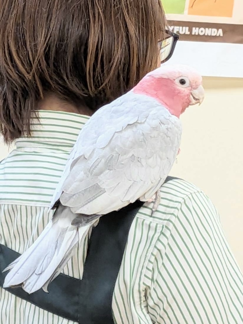モモイロインコ