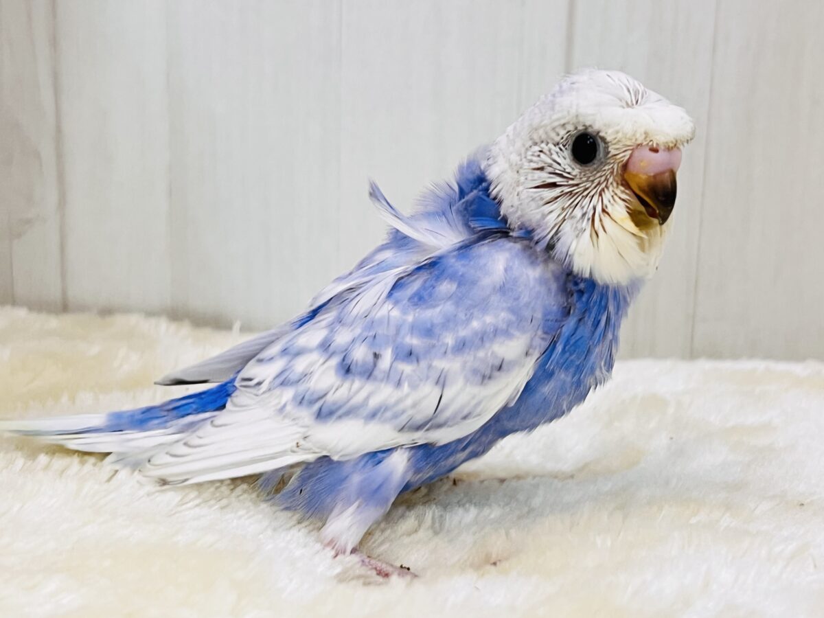 羽衣セキセイインコ