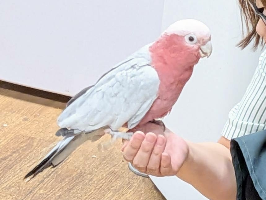 モモイロインコ