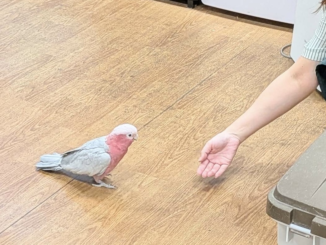 モモイロインコ