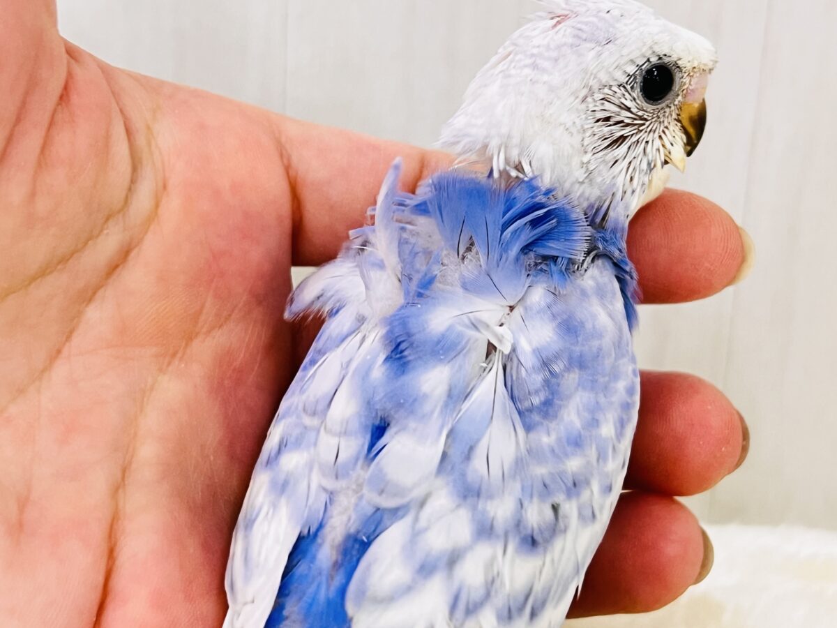 羽衣セキセイインコ