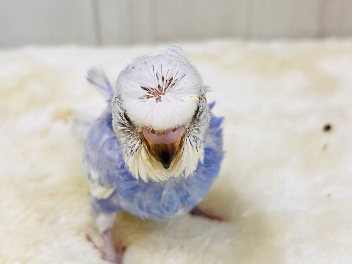 羽衣セキセイインコ