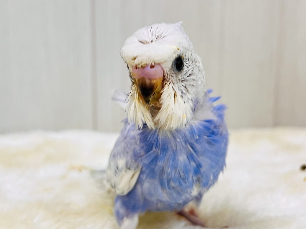 羽衣セキセイインコ