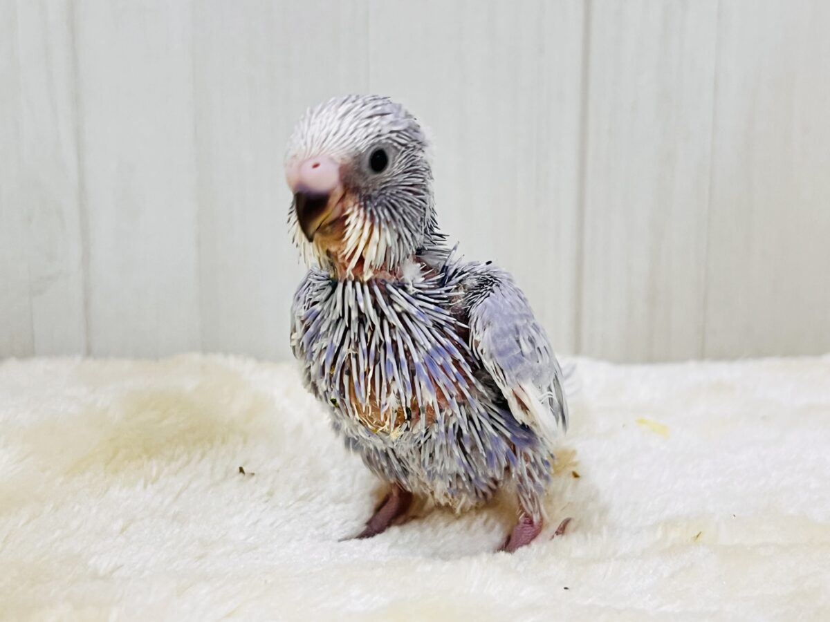珍しい色💜ジタバタ🎶step👣セキセイインコ(バイオレットスパングル) セキセイインコ